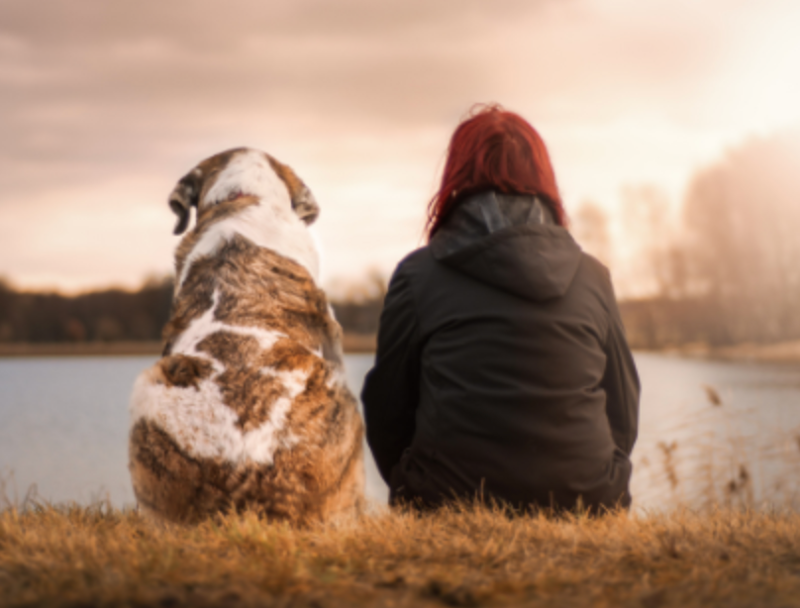 Reversing Canine Cognitive Dysfunction in Elderly Dogs 