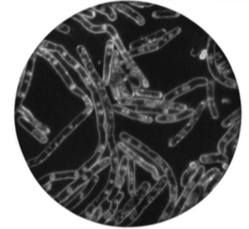 Revisiting the Rife Microscope 
