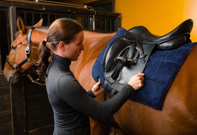 Saddle Fitness and Management of Equine Back Pain 