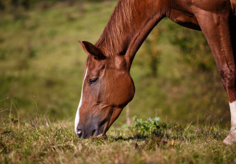 The Equine Microbiome - What We Know Today