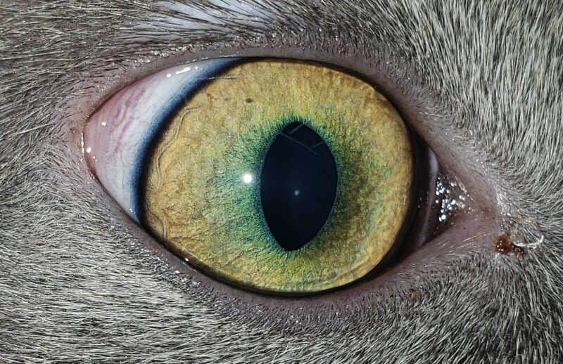 The Eyes Have It - Introduction to Iridology