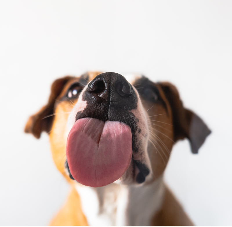 Tongue Diagnosis