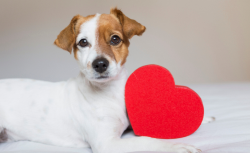 Treating Dogs and Cats with Cardiac Disease using Natural Diet and Western Herbs 