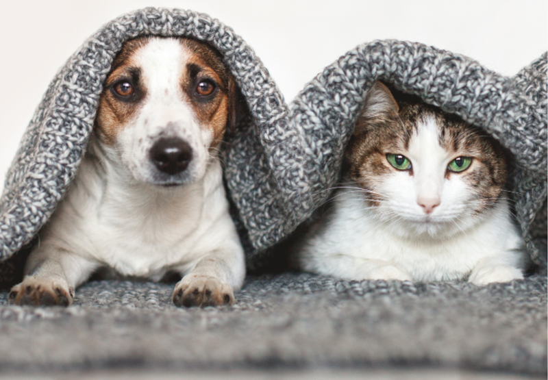 Treating Dogs and Cats with Liver Disease using Natural Diet and Western Herbs 