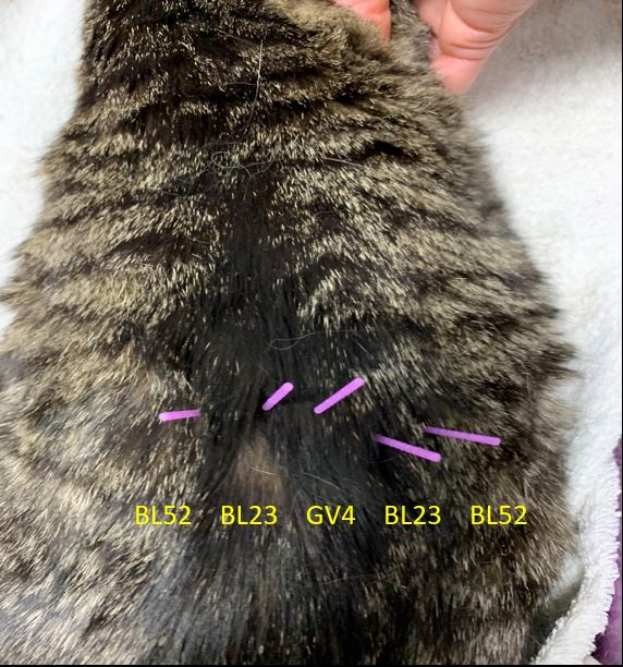 Feline kidney clearance failure treatment