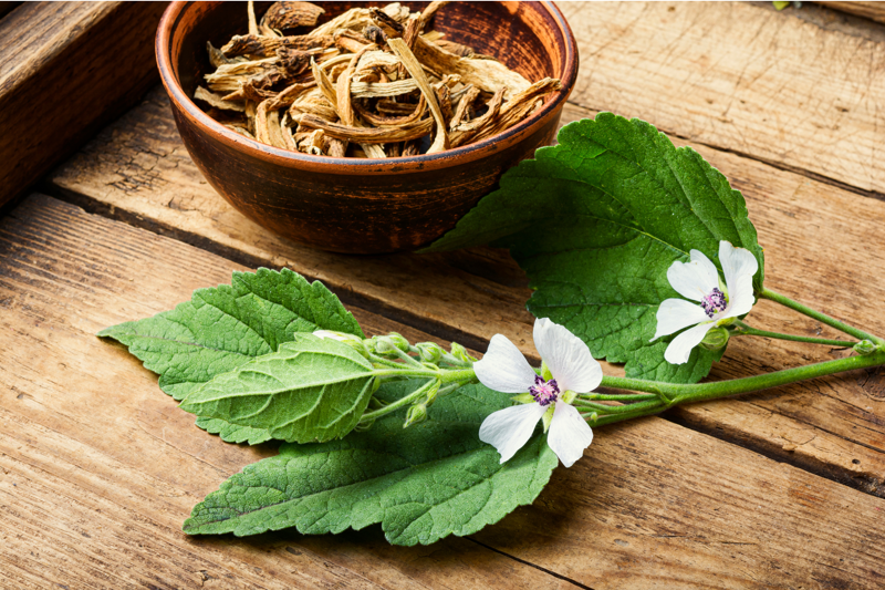 Western Herbs in the Treatment of Equine Gastric Glandular Disease
