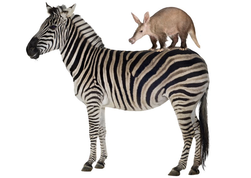 Zoo and Exotic Animal Acupuncture Treatments from Aardvark to Zebra